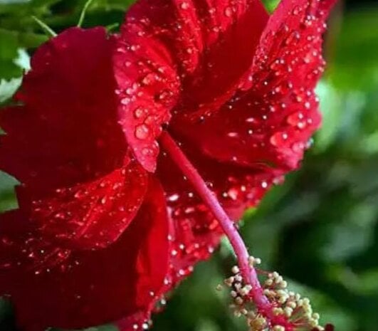 Bull_For_Cuckold_Realmeet