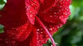 bull-for-cuckold-realmeet